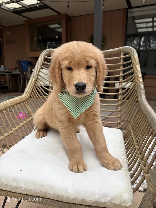 Rocky  – Golden Retriever puppy for sale in Gainesville, FL