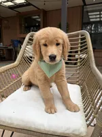 Rocky , a male Golden Retriever for sale in Gainesville, FL – 1 of 2