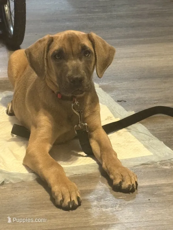 Diamond – Cane Corso puppy for sale in York, PA