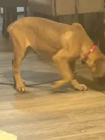 Diamond, a female Cane Corso for sale in York, PA – 2 of 3