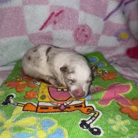 Romeo, a male Border Collie for sale in Lafayette, LA – Photo 9 of 10