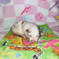 Romeo, a male Border Collie for sale in Lafayette, LA – Photo 8 of 10