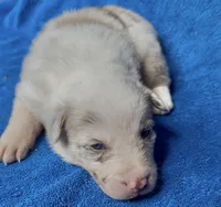 Romeo, a male Border Collie for sale in Lafayette, LA – Photo 7 of 10