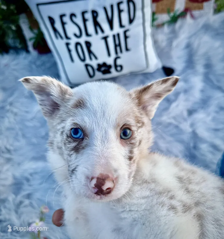 Romeo – Border Collie puppy for sale in Lafayette, LA