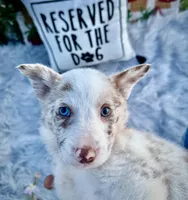Romeo, a male Border Collie for sale in Lafayette, LA – Photo 1 of 10