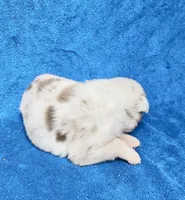 Romeo, a male Border Collie for sale in Lafayette, LA – Photo 6 of 10