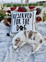 Romeo, a male Border Collie for sale in Lafayette, LA – Photo 3 of 10