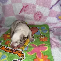 Romeo, a male Border Collie for sale in Lafayette, LA – Photo 10 of 10