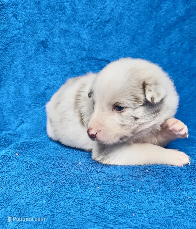 Romeo – Border Collie puppy for sale in Lafayette, LA