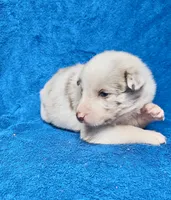 Romeo, a male Border Collie for sale in Lafayette, LA – Photo 4 of 10