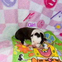 Juliet, a female Border Collie for sale in Lafayette, LA – Photo 4 of 6