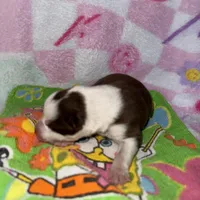 Juliet, a female Border Collie for sale in Lafayette, LA – Photo 5 of 6