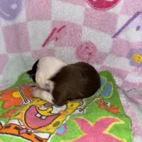 Juliet, a female Border Collie for sale in Lafayette, LA – Photo 6 of 6