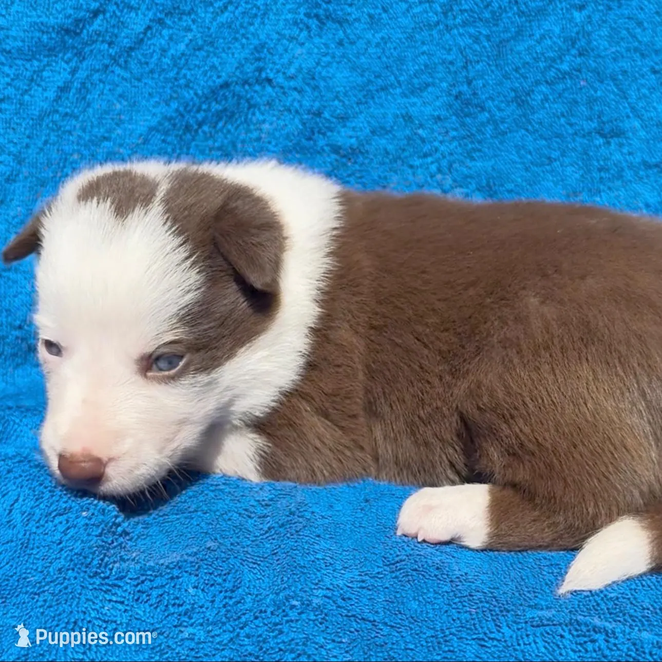 Juliet – Border Collie puppy for sale in Lafayette, LA