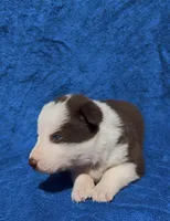 Juliet, a female Border Collie for sale in Lafayette, LA – Photo 2 of 6