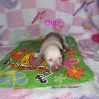 Rosa, a female Border Collie for sale in Lafayette, LA – Photo 8 of 10