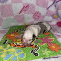 Rosa, a female Border Collie for sale in Lafayette, LA – Photo 9 of 10