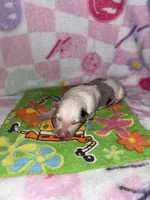 Rosa, a female Border Collie for sale in Lafayette, LA – Photo 2 of 3