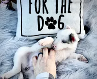 Rosa, a female Border Collie for sale in Lafayette, LA – Photo 3 of 10