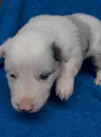 Rosa, a female Border Collie for sale in Lafayette, LA – Photo 7 of 10