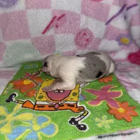 Rosa, a female Border Collie for sale in Lafayette, LA – Photo 10 of 10