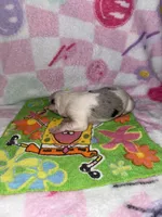 Rosa, a female Border Collie for sale in Lafayette, LA – Photo 3 of 3