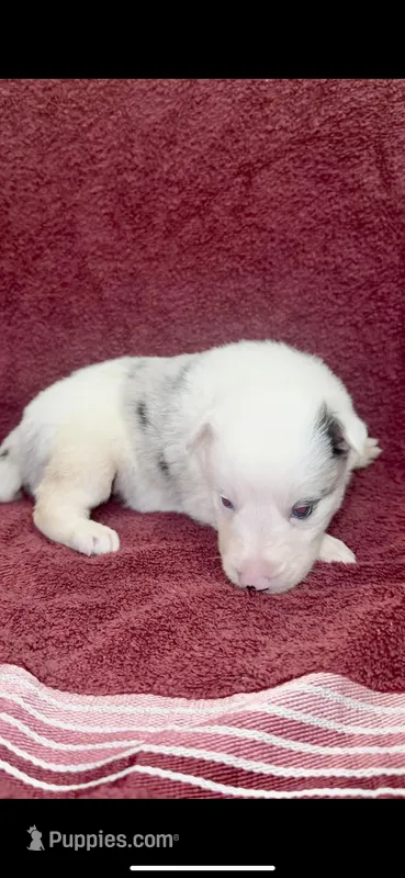 Rosa – Border Collie puppy for sale in Lafayette, LA