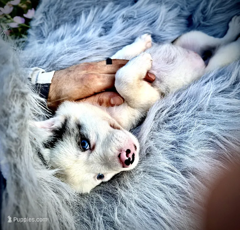 Rosa – Border Collie puppy for sale in Lafayette, LA