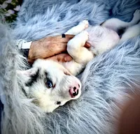 Rosa, a female Border Collie for sale in Lafayette, LA – Photo 1 of 10