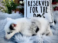 Rosa, a female Border Collie for sale in Lafayette, LA – Photo 2 of 10