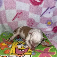 Cupid, a male Border Collie for sale in Lafayette, LA – Photo 7 of 10