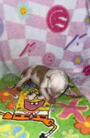 Cupid, a male Border Collie for sale in Lafayette, LA – Photo 1 of 4