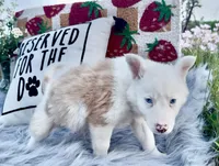 Cupid, a male Border Collie for sale in Lafayette, LA – Photo 2 of 10