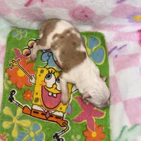 Cupid, a male Border Collie for sale in Lafayette, LA – Photo 9 of 10