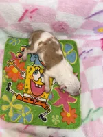 Cupid, a male Border Collie for sale in Lafayette, LA – Photo 4 of 4