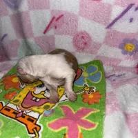 Cupid, a male Border Collie for sale in Lafayette, LA – Photo 10 of 10