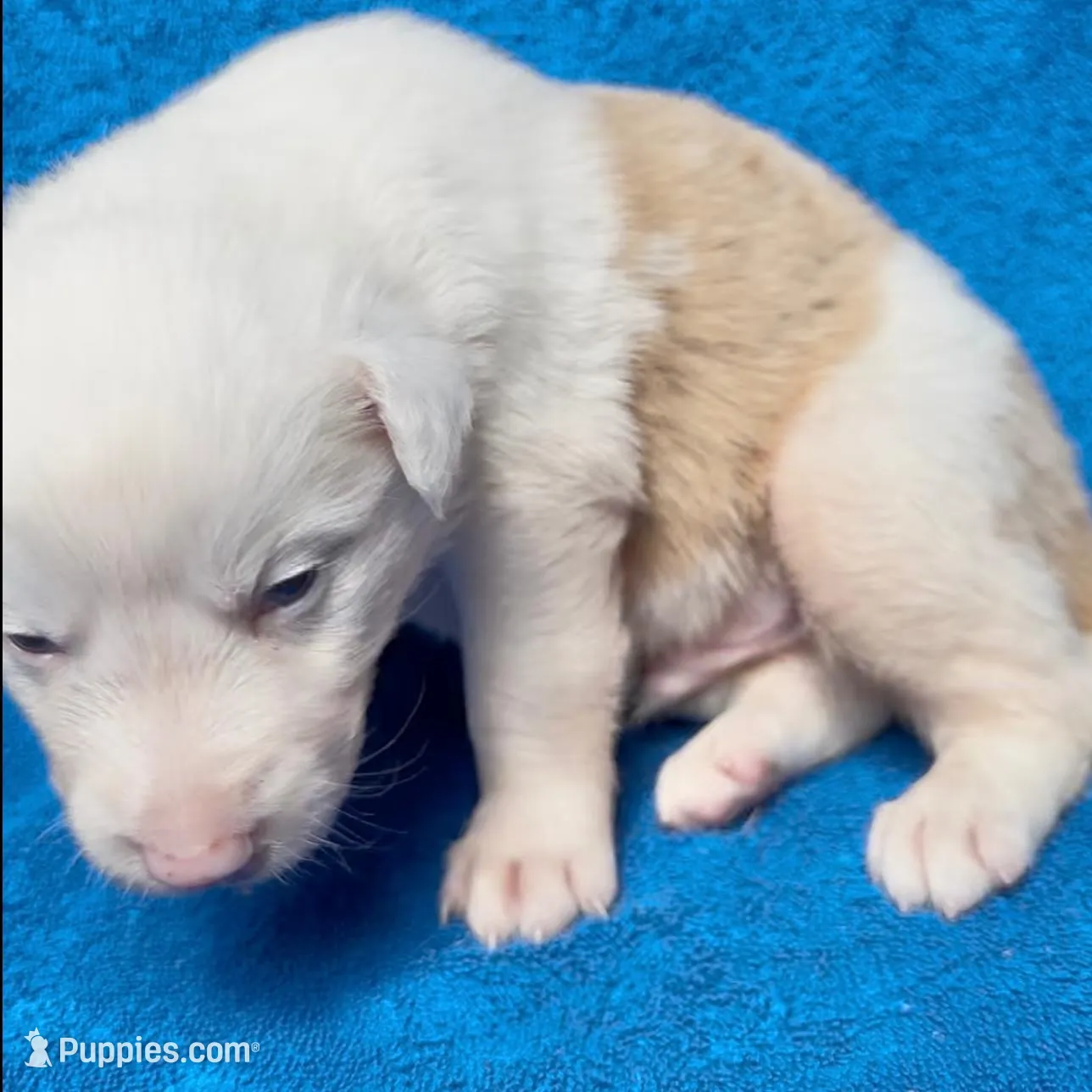 Cupid, a male Border Collie for sale in Lafayette, LA – Photo 6 of 10