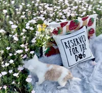 Cupid, a male Border Collie for sale in Lafayette, LA – Photo 3 of 10