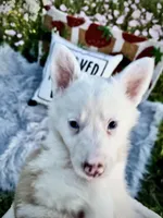 Cupid, a male Border Collie for sale in Lafayette, LA – Photo 4 of 10