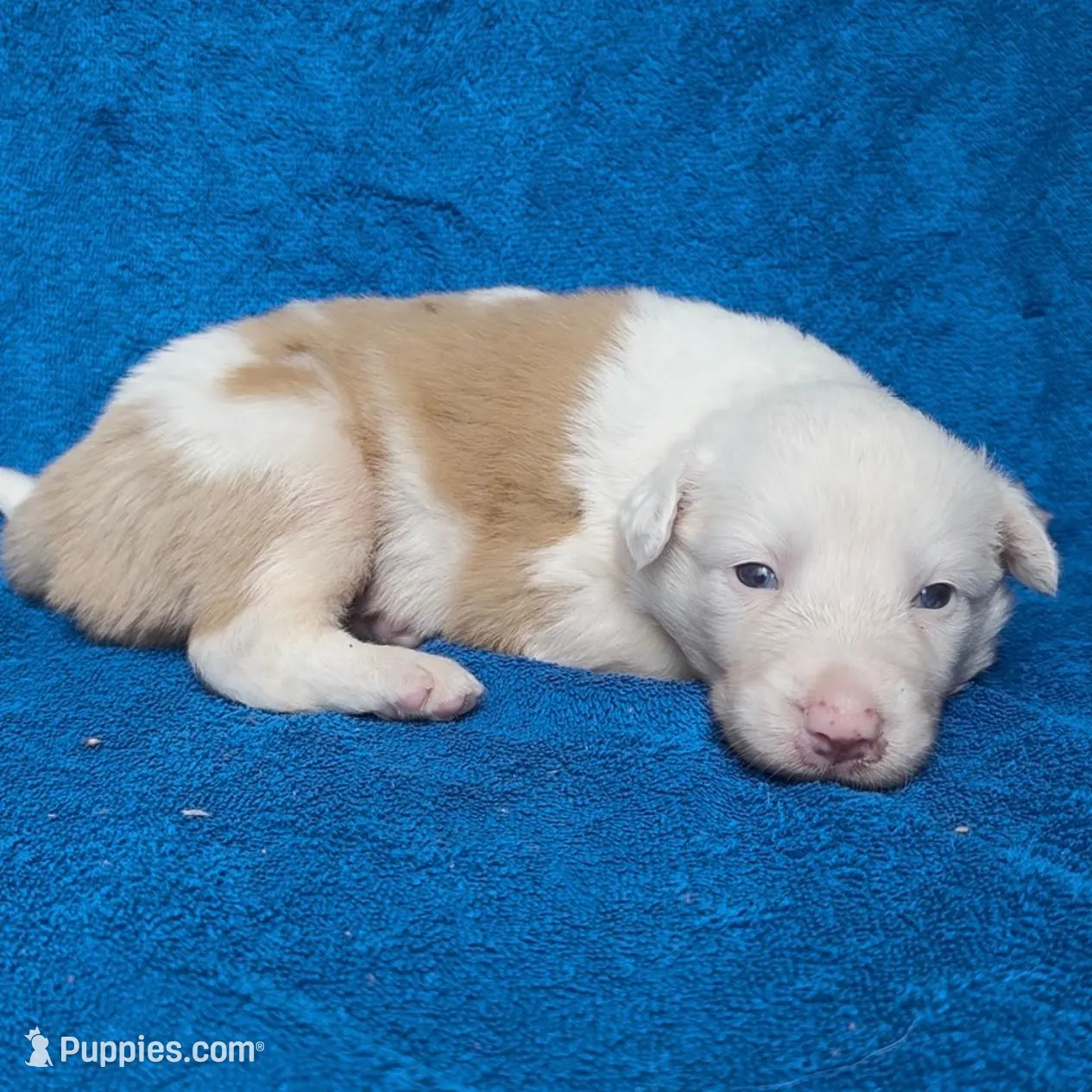 Cupid – Border Collie puppy for sale in Lafayette, LA