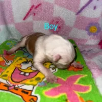 Cupid, a male Border Collie for sale in Lafayette, LA – Photo 8 of 10