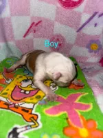 Cupid, a male Border Collie for sale in Lafayette, LA – Photo 2 of 4