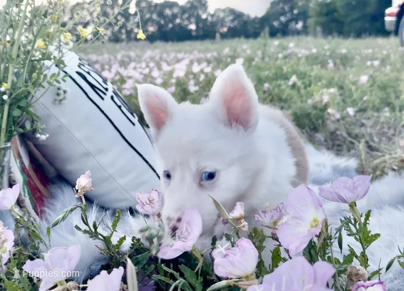 Cupid – Border Collie puppy for sale in Lafayette, LA