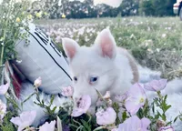 Cupid, a male Border Collie for sale in Lafayette, LA – Photo 1 of 10