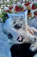 Angelo, a male Border Collie for sale in Lafayette, LA – Photo 4 of 10