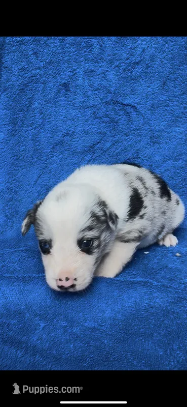 Angelo – Border Collie puppy for sale in Lafayette, LA