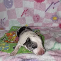 Angelo, a male Border Collie for sale in Lafayette, LA – Photo 8 of 10