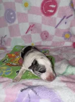 Angelo, a male Border Collie for sale in Lafayette, LA – Photo 1 of 3