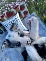 Angelo, a male Border Collie for sale in Lafayette, LA – Photo 3 of 10