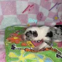 Angelo, a male Border Collie for sale in Lafayette, LA – Photo 10 of 10